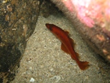 red fish.jpg